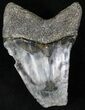 Pathalogical Megalodon Tooth - Venice, Florida #21680-1